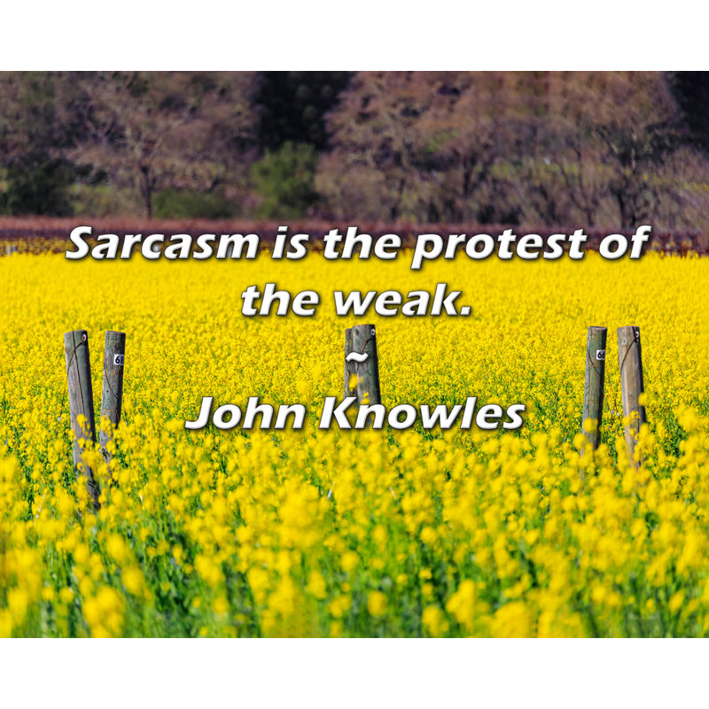 Citation artistique «Le sarcasme est la protestation des faibles». Toile tendue par John Knowles, H 24 po x l 17 po
