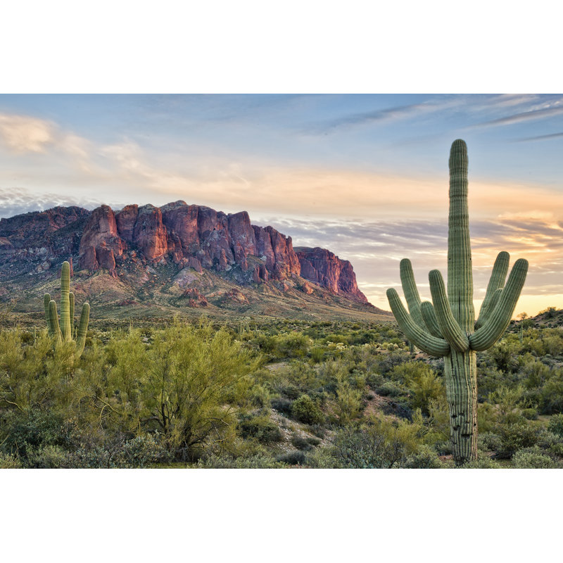 Cacti View II by David Drost - Print on Canvas, 20cm H x 30cm W, Wrapped Canvas