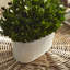 Thisbe 9'' Boxwood Topiary in Ceramic Pot