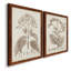 Antique sépia botanicals II, toile encadrée de qualité supérieure - prête à être accrochée-1525360196-1525360197