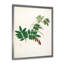 Botanique rétro - peinture sur toile-59815087-59815092