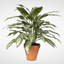 Faux Queen Plant Plant in Ceramic Pot
