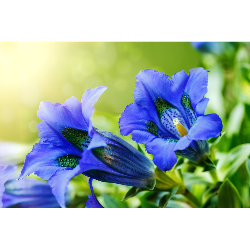Trumpet Gentiana Blue Spring Flower In Garden - Wrapped Canvas Print, 51cm H x 76cm W