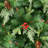 7.5 Ft. Pre-Lit Albany Spruce Artificial Tree