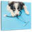 Brampt Dog Doctor-109209730