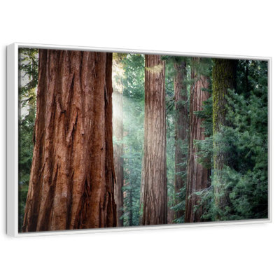 Sunkissed Sequoia Trees