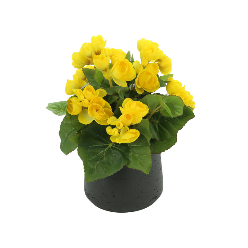 Arrangement floral bégonia, Jaune, Noir