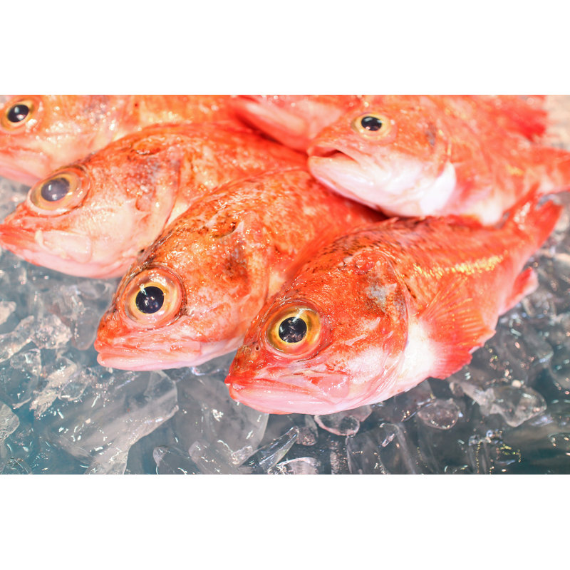 Rosy Seabass by Jaimax - Wrapped Canvas Print, 81cm H x 122cm W x 3.8cm D