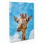 Chewing Giraffe - Wrapped Canvas-56643935