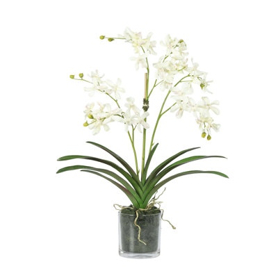 Arrangement d'orchidées dans un vase en verre
