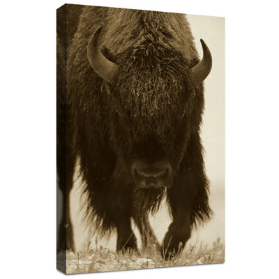 « american bison », reproduction de photo sur toile