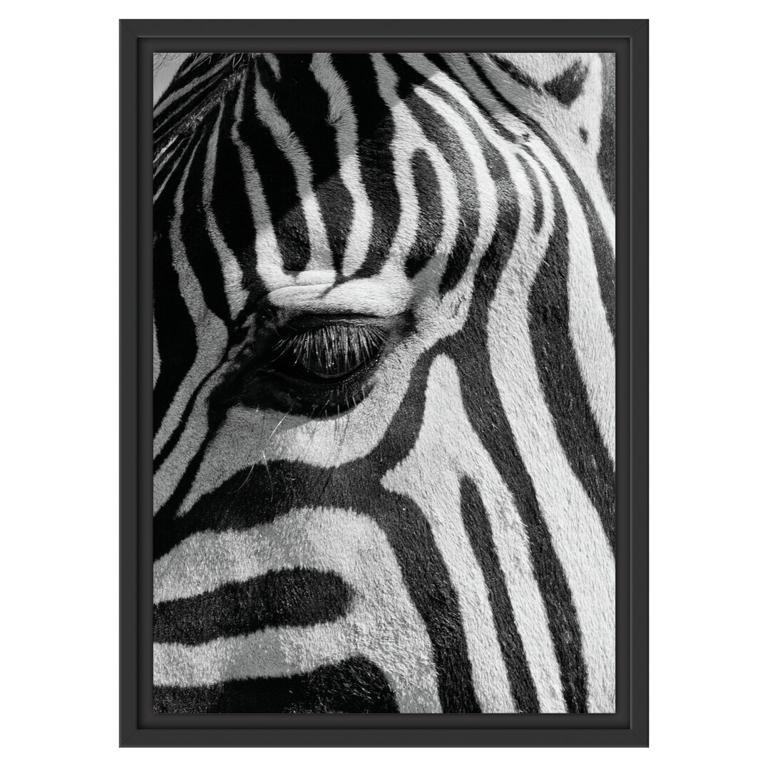 Gerahmtes Wandbild Zebra Porträt