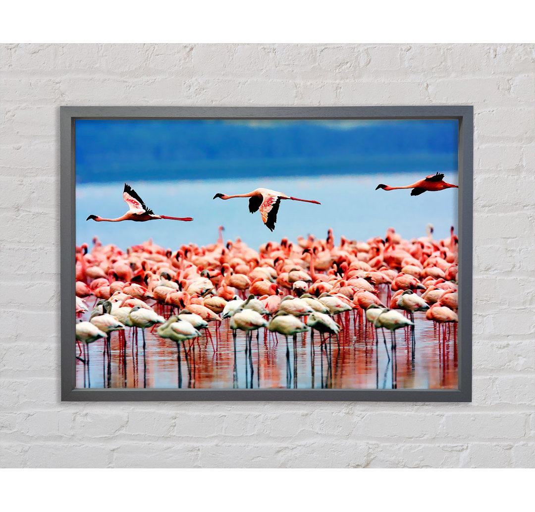 Gerahmtes Bild Pink Flamingos In Flight