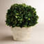 Boxwood Topiary in Ceramic Pot-1650479086
