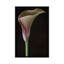 Calla Lily II, reproduction sur toile-32497729-72136490-72136496
