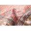 Tapis rouge clair Dodds 3 pi 1 po x 4 pi 8 po