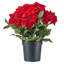Poinsettia en velours UV 24 po