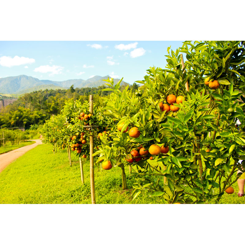 Orange Orchard - Wrapped Canvas Print, 30cm H x 46cm W x 3.8cm D