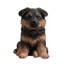  10" German Shepherd Puppy Statue