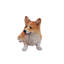 Statut de chien Corgi