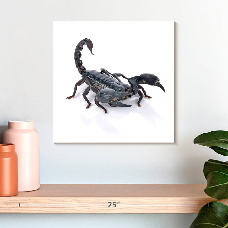 Crowle Emperor Scorpion, H 16 po x l 16 po