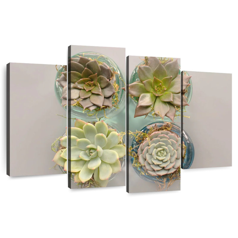 Succulent Pots, H 27 po x l 43 po