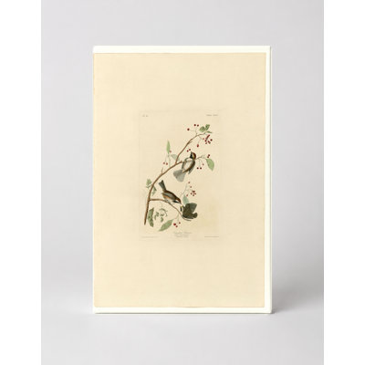 Canadian Titmouse (Plate CXCIV) — Portrait Canvas Wall Art