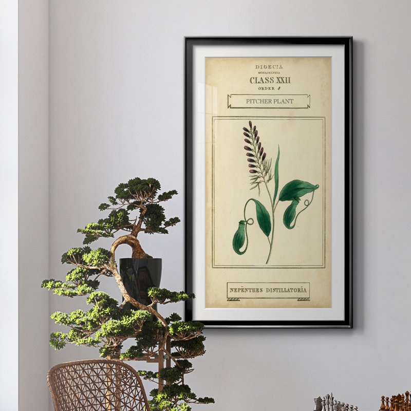 Linnaean Botany II - peinture encadrée, H 14,5 po x l 26,5 po x P 1,5 po, Noir