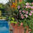 1 Gallon Autumn Twist Encore Azalea - Reblooming Evergreen Shrub for Full Sun to Part Shade