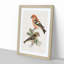 Crossbill Birds by Von Wright - Picture Frame Painting Print-55682753-55682756