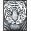 Silver Eyes Print by Beverly Fuller-70313868