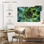 Plante grasse Haroek Lace Aloe