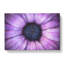 The Eye Of A Purple Flower - Wrapped Canvas Print-56642666