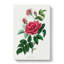 French Rose Illustration - Wrapped Canvas-55317613