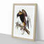 Black-Breasted Buzzard by Elizabeth Gould - Picture Frame Art Print-55512353-55512352