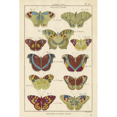 " Histoire Naturelle Butterflies V "