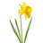 Daffodil Isolated on White Background by Grafissimo-1869276222