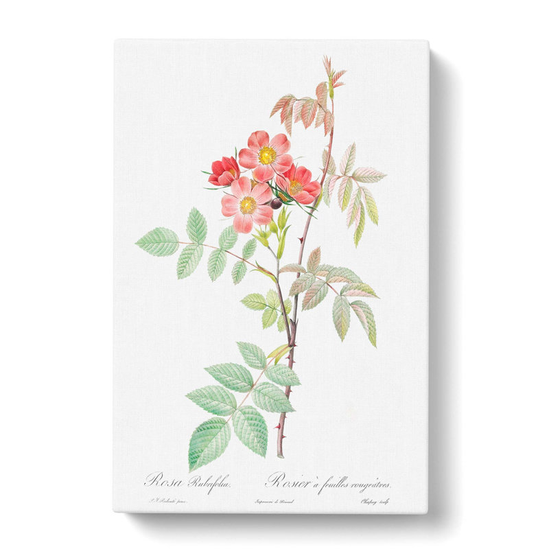 Rose by Pierre-Joseph Redoute - Wrapped Canvas Print, 50cm H x 35cm W x 3cm D