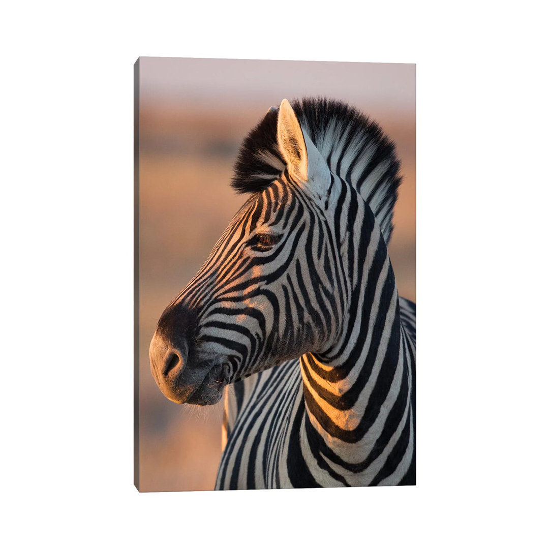 Zebra Stallion Sunset Light by Mogens Trolle - Wrapped Canvas Photograph