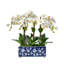 Lily Of The Valley In A Pot