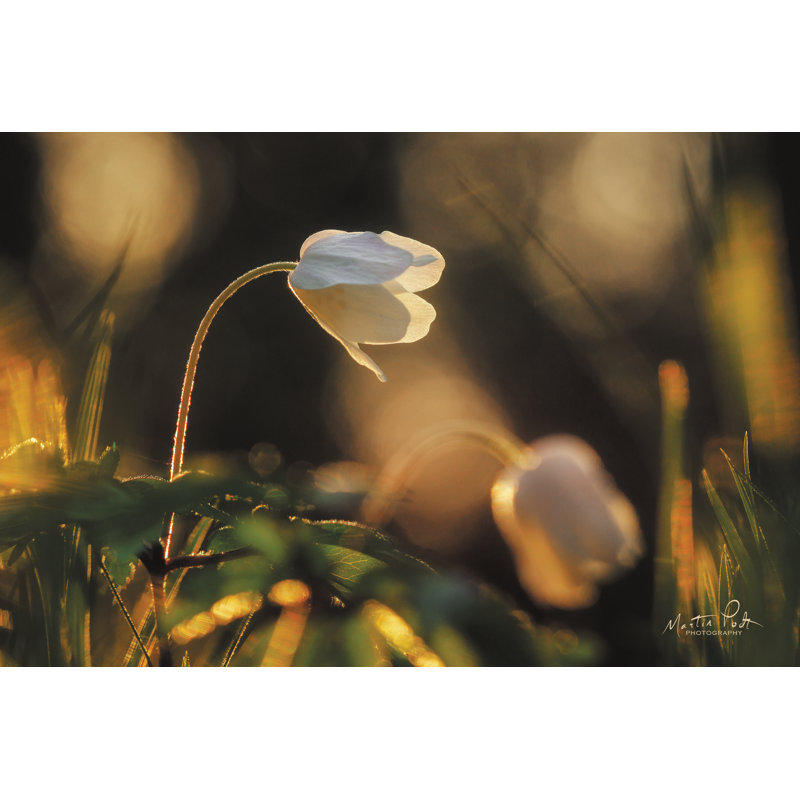 Anémone par Martin Podt - reproduction, H 8 po x l 12 po, Toile tendue
