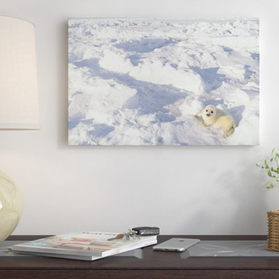 " Harp Seal Pup "