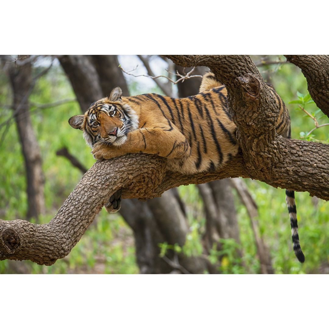 Bengalischer Tiger von Guenterguni - Druck