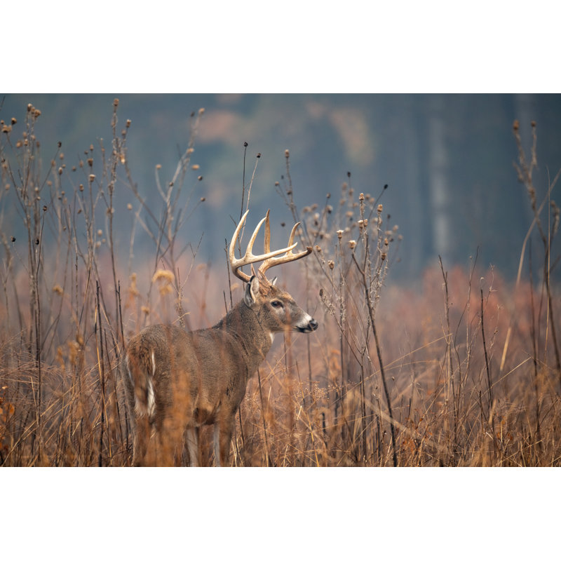 Large Whitetailed Deer Buck - Wrapped Canvas Print, 20cm H x 30cm W