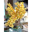 Cymbidiums In Moon Vase-332097416