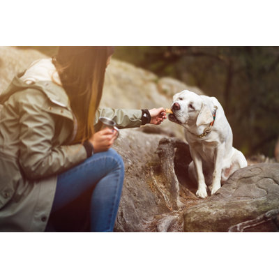 " Cute Labrador Retriever Dog "