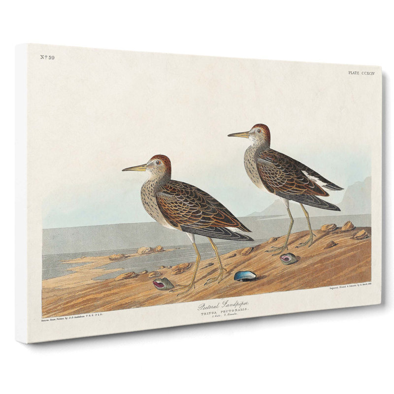 Pectoral Sandpipers by John Audubon - Wrapped Canvas, 35cm H x 50cm W x 3cm D