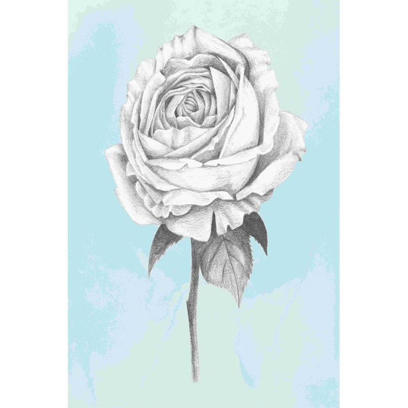 Graphite rose IV, H 12 po x l 8 po