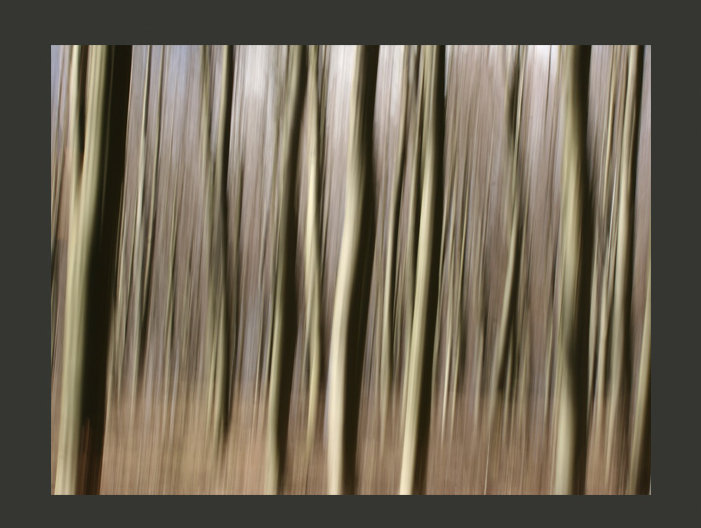 Forest 3.09m x 400cm Wallpaper, 350 cm x 270 cm, Olive