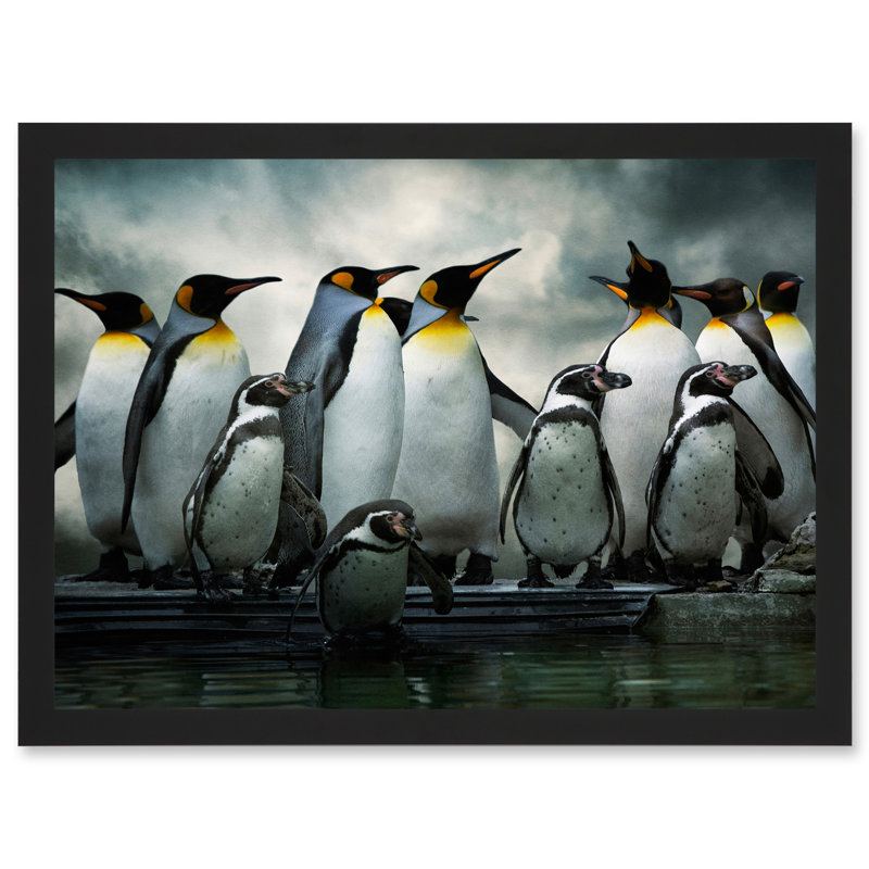 Emperor Penguin Birds Antarctic - Single Picture Frame Print